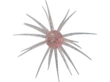 Charger l'image dans la galerie, HideUp Coike Full Cast