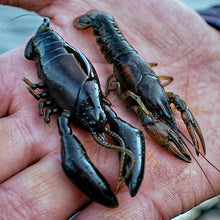 Charger l'image dans la galerie, Megabass Sleeper Craw